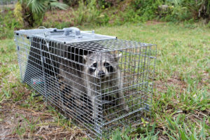 Wildlife Removal In Marion, OH 