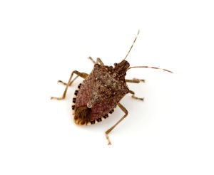 Stink Bug Service in Marion, OH