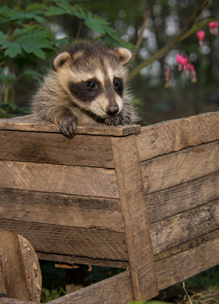 Wildlife Removal In Marion, OH